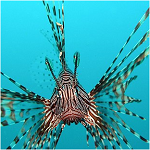 Viaje Buceo en Sulawesi&nbsp;<g:plusone></g:plusone>