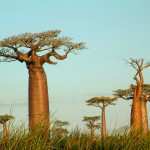 Viajes-Madagascar-Natural